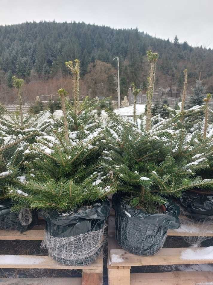 Brazi coreeni Premium- Abies koreana crescuti in ghiveci-70-90cm