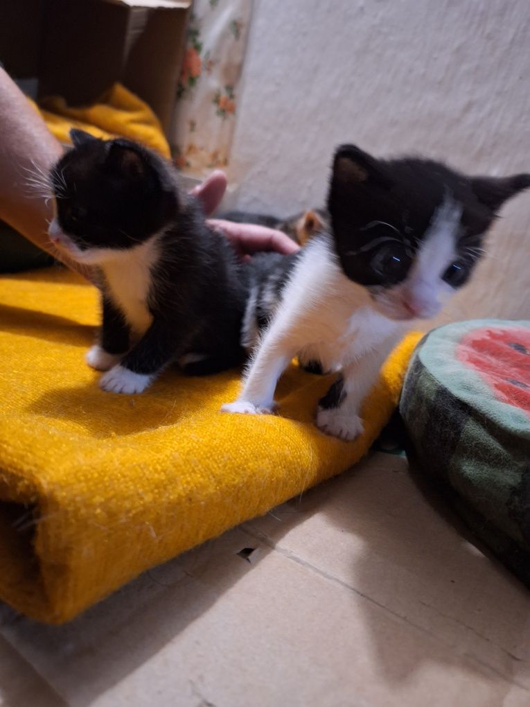 Малки котенца, подарявам