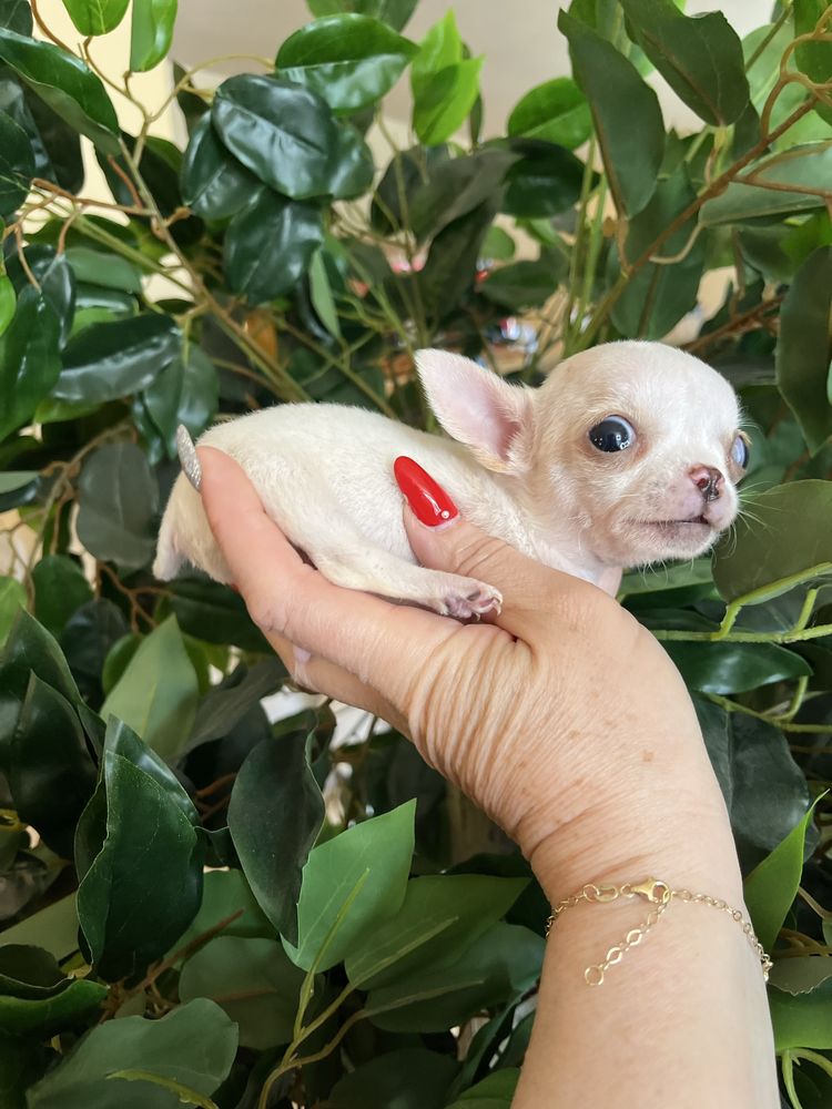 Chihuahua băiețel