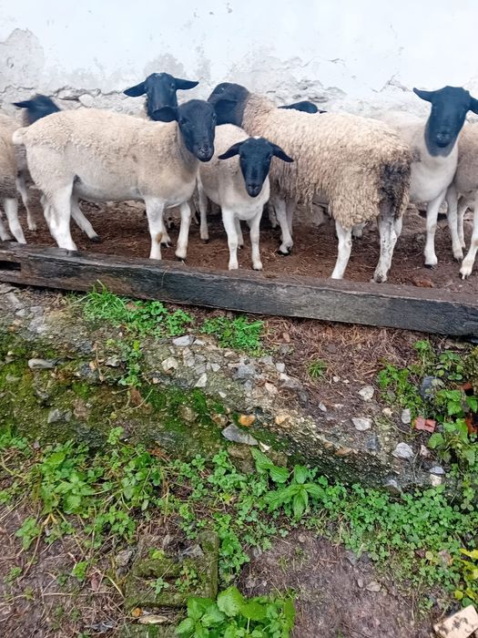 Vând berbecuți dorper