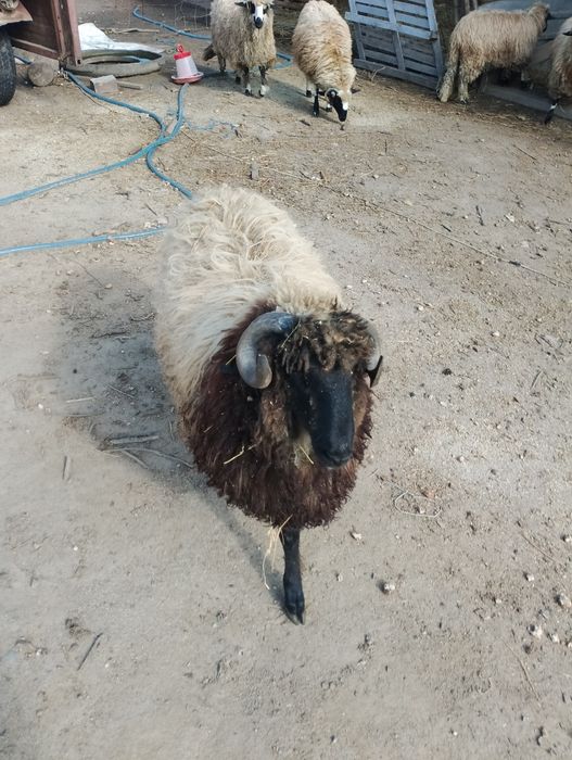 Noatin bucălău de vânzare