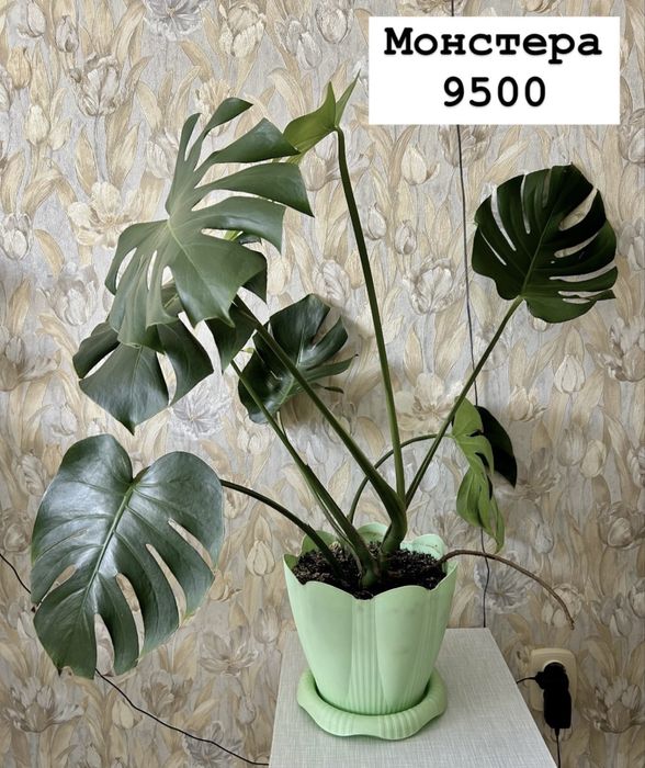 Продам цветок монстеру