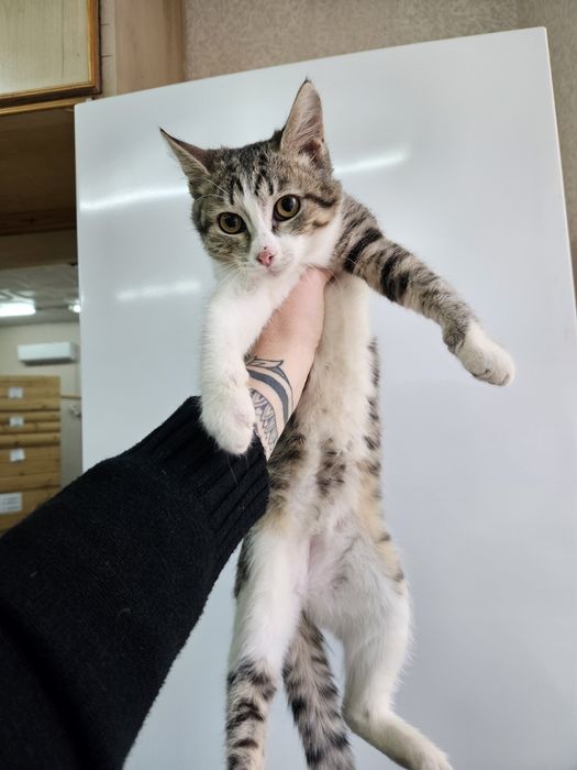 Котёнок девочка в хорошие руки