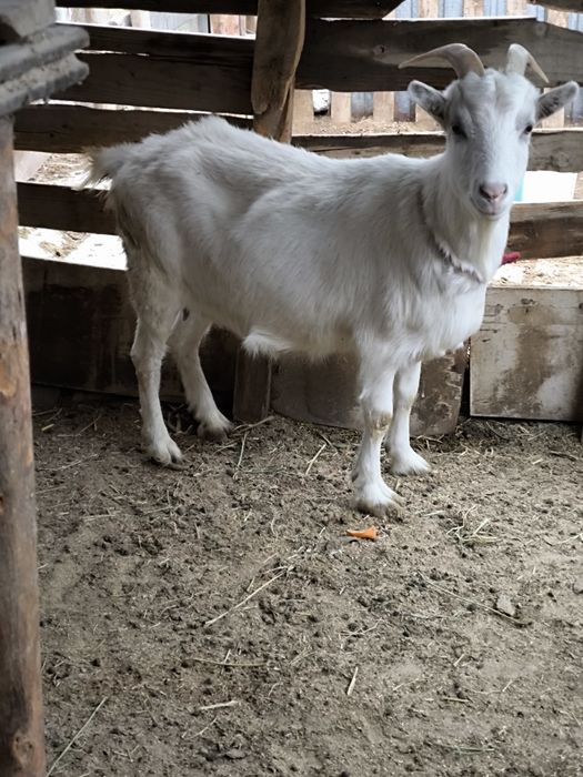 Оптом ешкілер сатылады