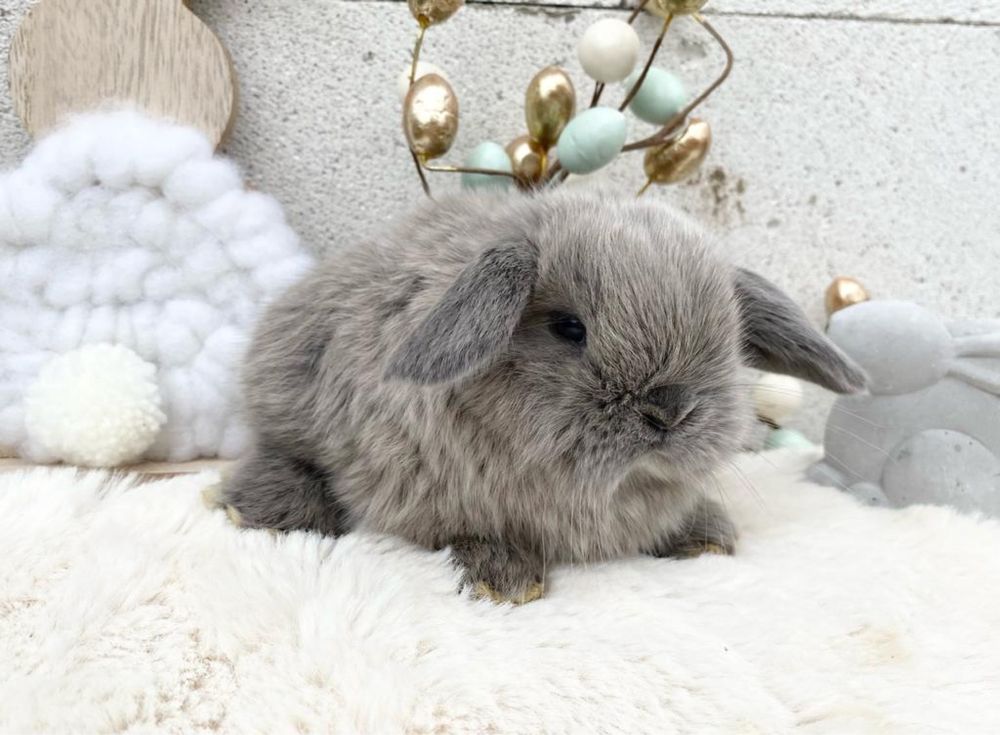 Iepuri pitici de companie berbec pitic/mini lop/holland lop