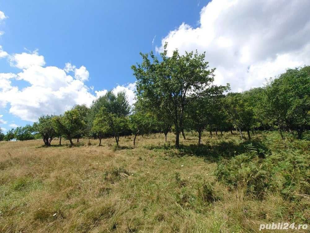 Teren 3 hectare livada, arabil, fanete cu potential de valorificare