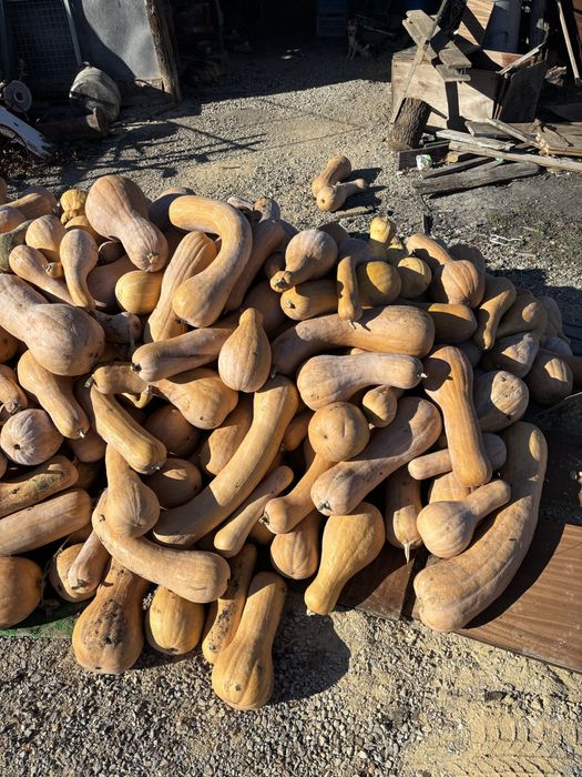 Продавам тиква цигулка