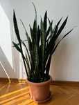 Sansevieria - мечове