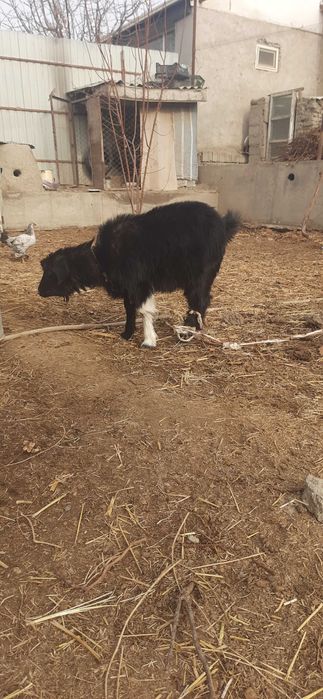 Эчкилар сотилади