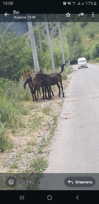 Продам жеребчиков