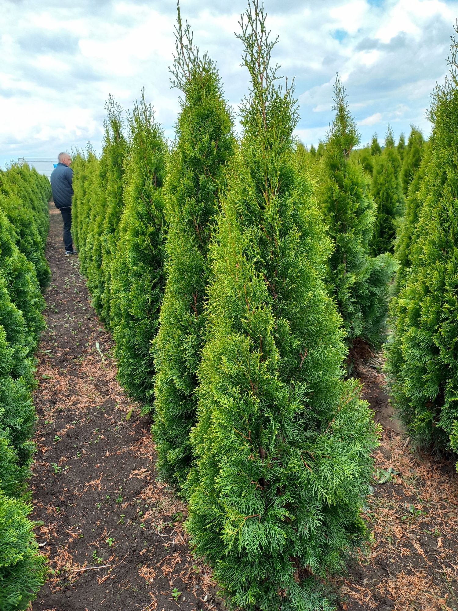 Vând o gama larga de plante ornamentale Tuia smarald columna pin meste