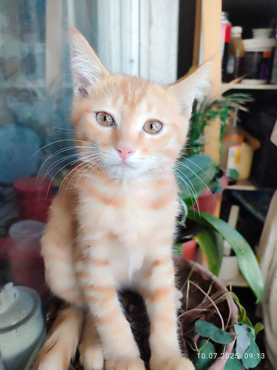 Котенок рыжий, даром