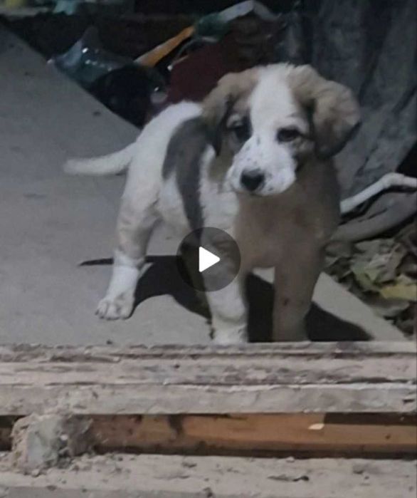 Срочно Продается Щенок Алабай