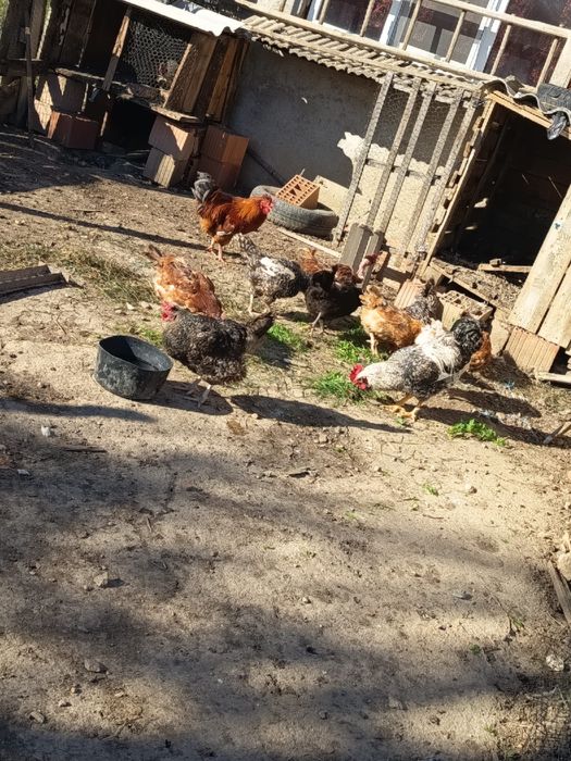 Găini rasă mixtă