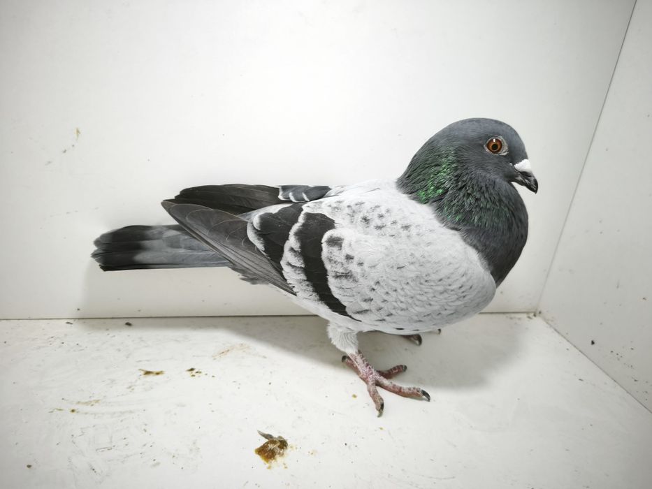 Porumbei reproduși pe boxe individuale