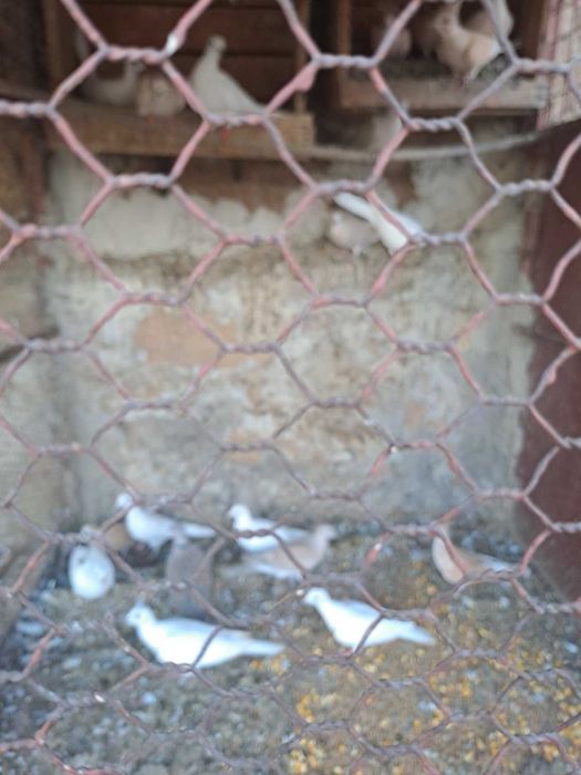 Гугутки и гълъби