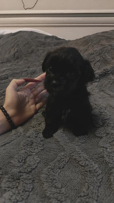 Мальтипу мальчик