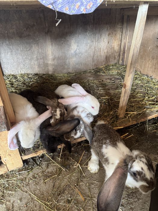 Iepuri metis de vanzare codor