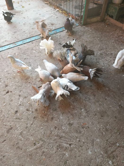 De vânzare porumbei voltați indieni, porumbei standard românesc