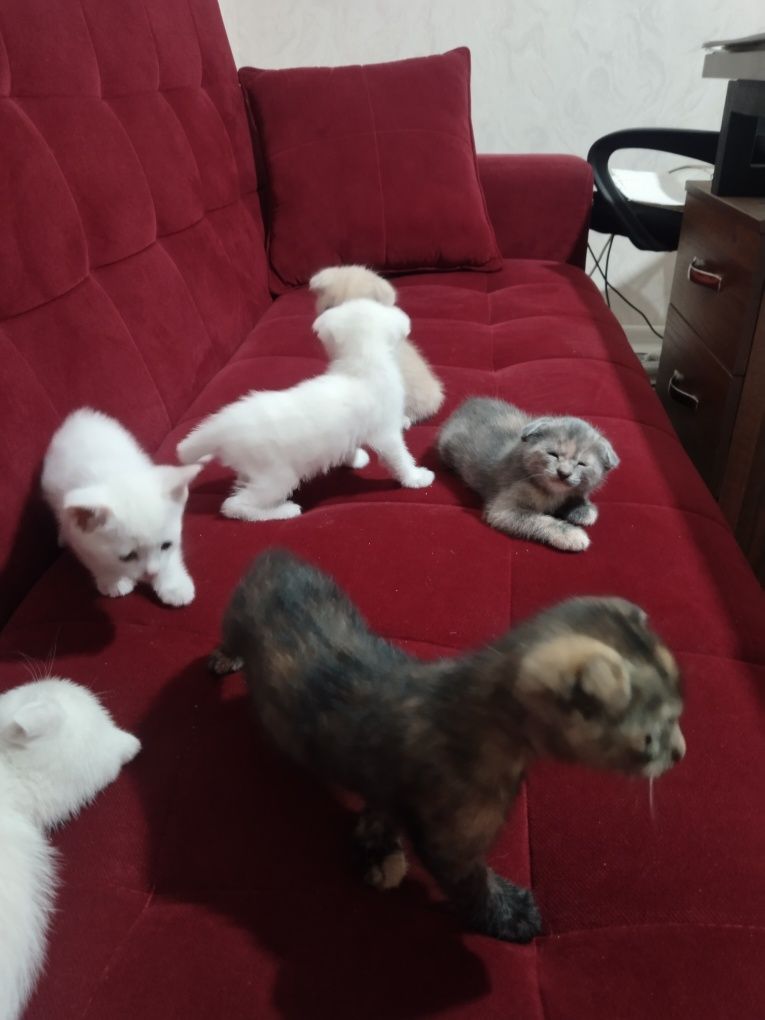 Котята, шотландские вислоухие