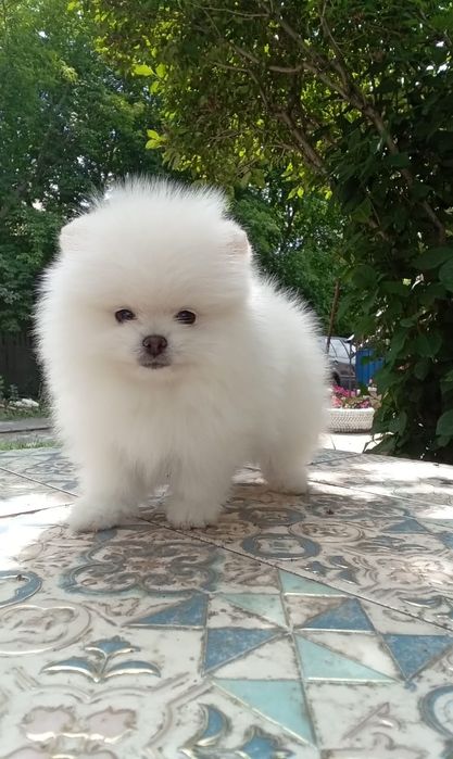 Щенки шпицев продаем