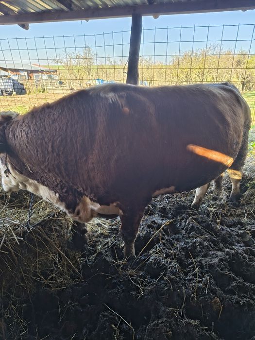 Taur de vânzare în județul Caraș-Severin