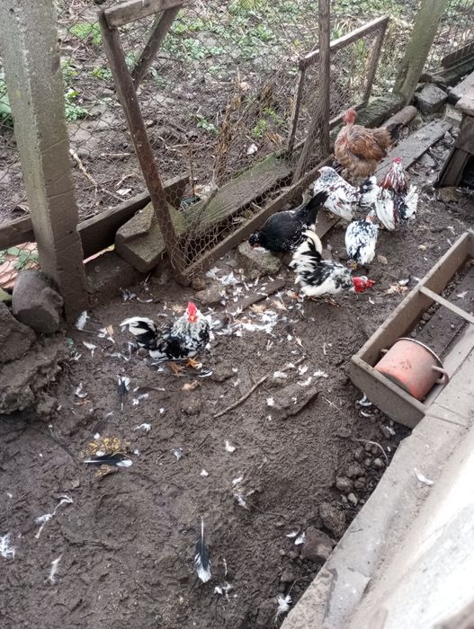 Familie de găinuțe pitici 3 găinușe și 3 cocosi180 Ron și două găini