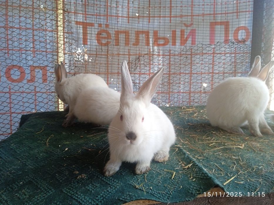 Kaliforniya bolalari sotuvda