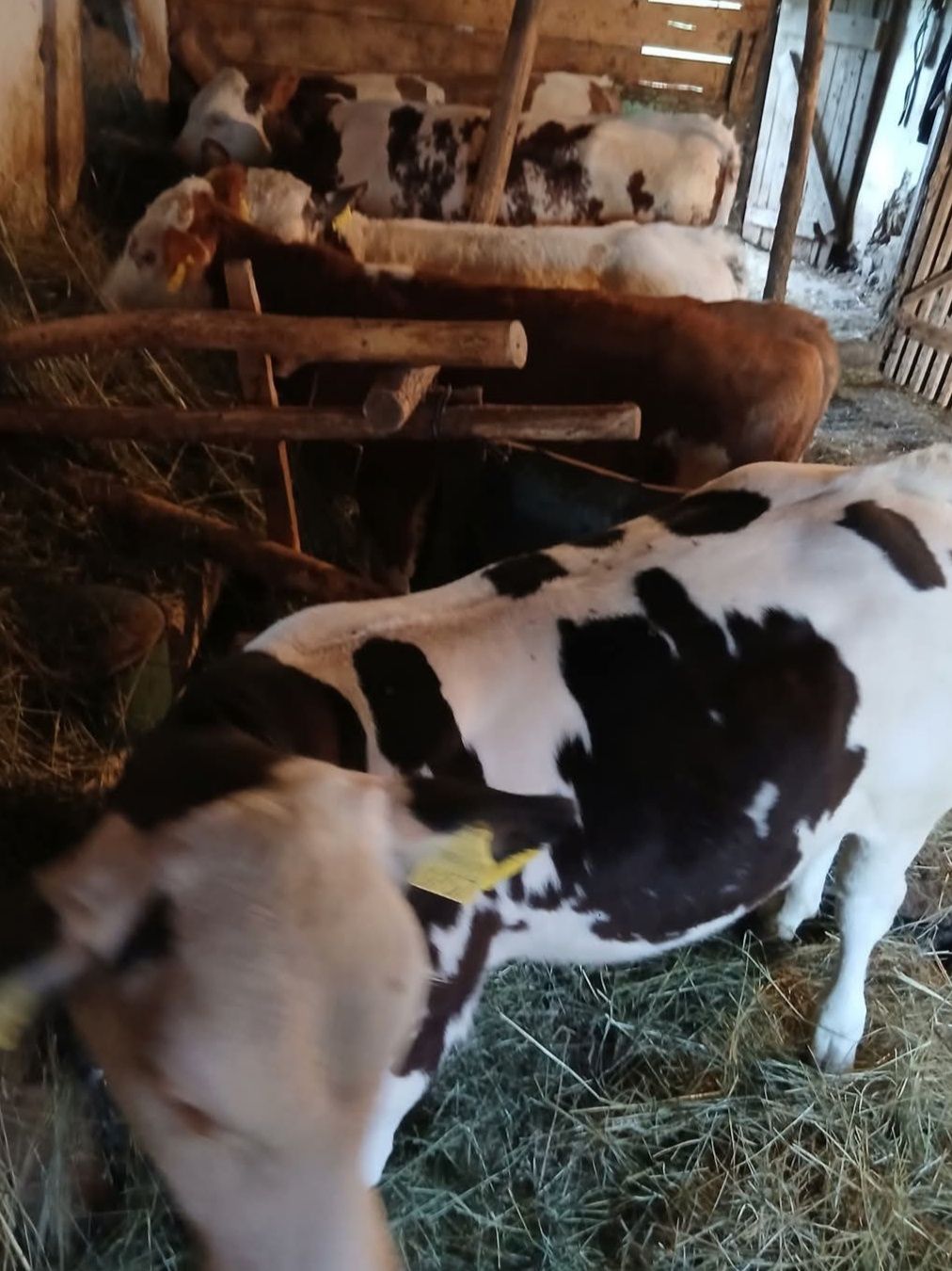 Vând 3 viței și 2 Juninci