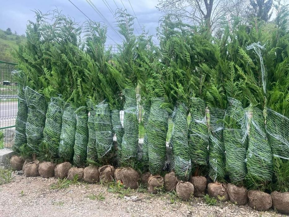 Cupressus leylandii 2.5m - 3m gard viu verde veșnic natural,