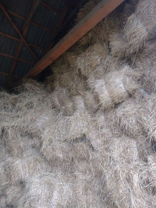 Vând baloți fan calitate buna