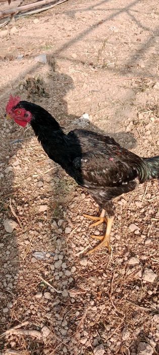 Sholpan xo'rozlari sotiladi Kelesda