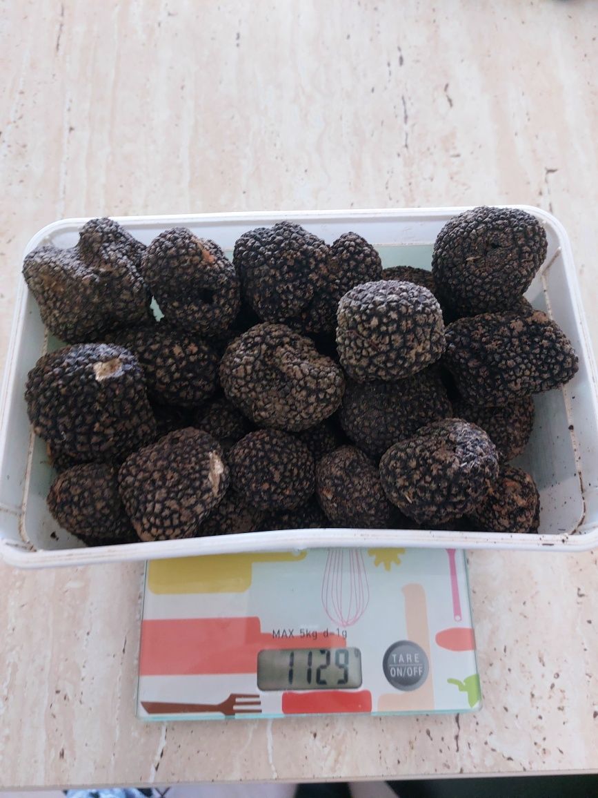 Trufe proaspete fresh parfumate savuroase
