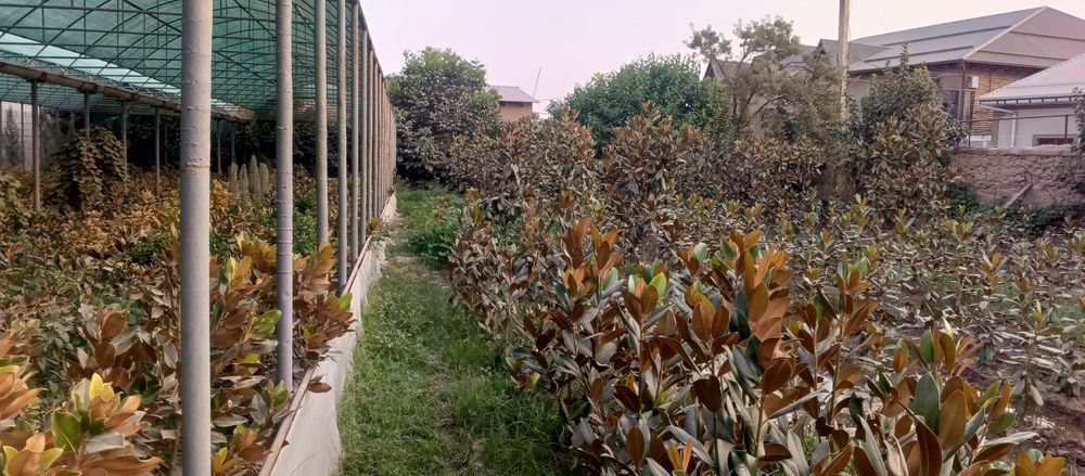 Магнолия гладифлора Италиянский