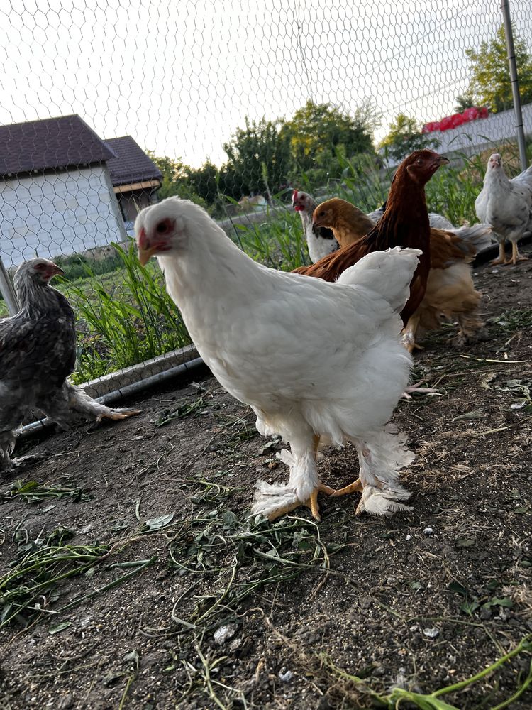 Pui brahma si sussex