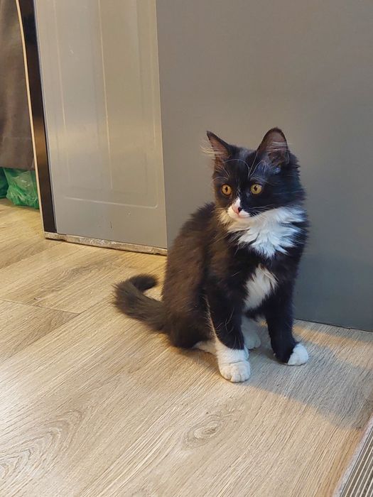 Котёнок мальчик 3 месяца. Ташкент