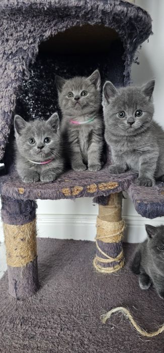 British shorthair cu pedigree