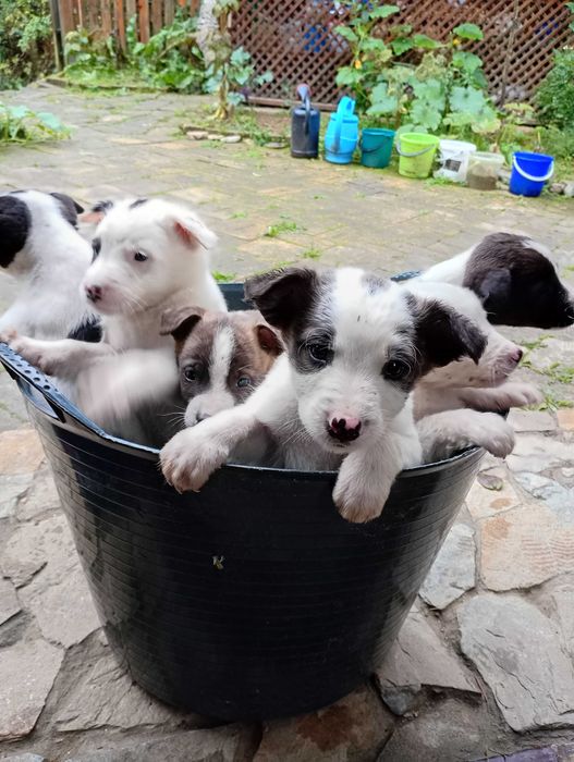 Catelusi pentru adoptie
