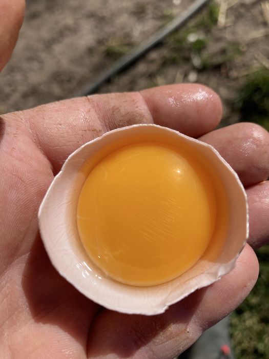 Oua de gaina microferma