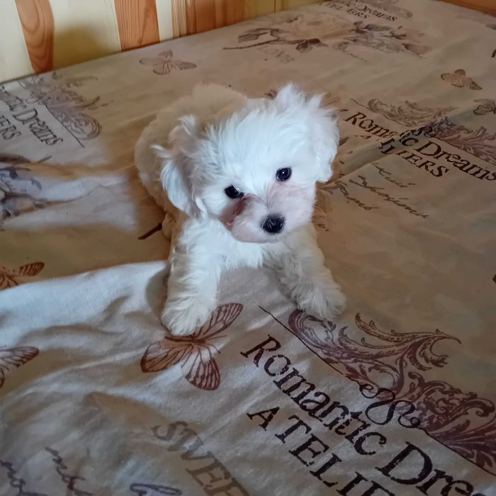Малтийска болонка