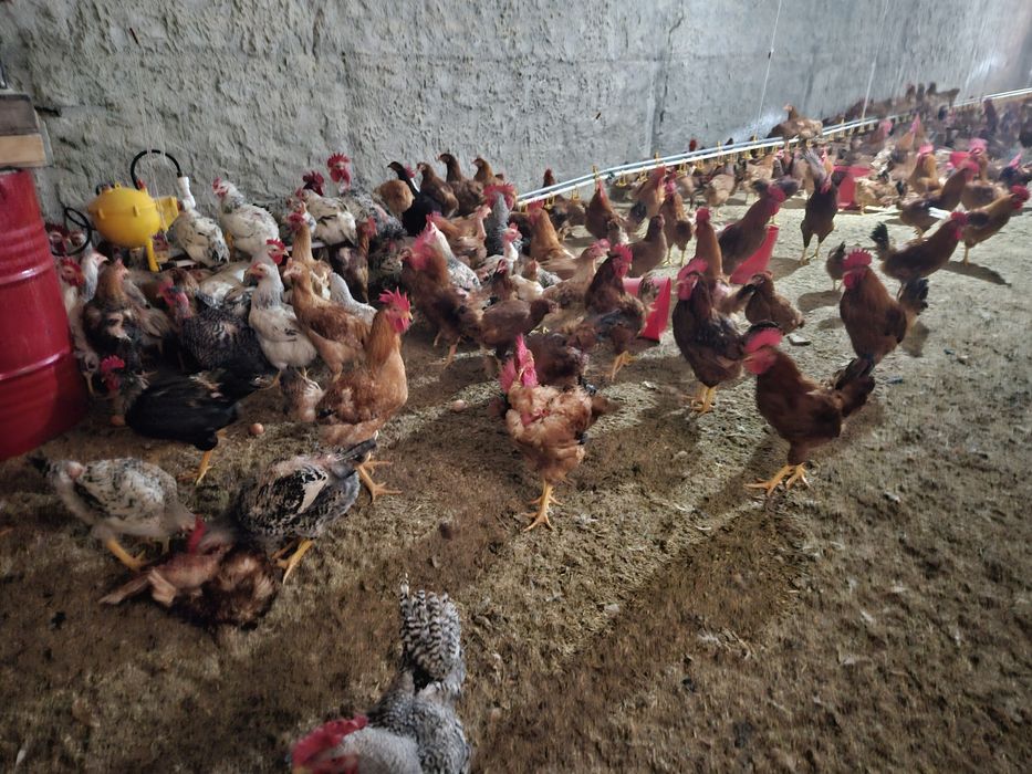 Vand puicute și cocosi rasa hubard semi grea ,au anceput ouatul,