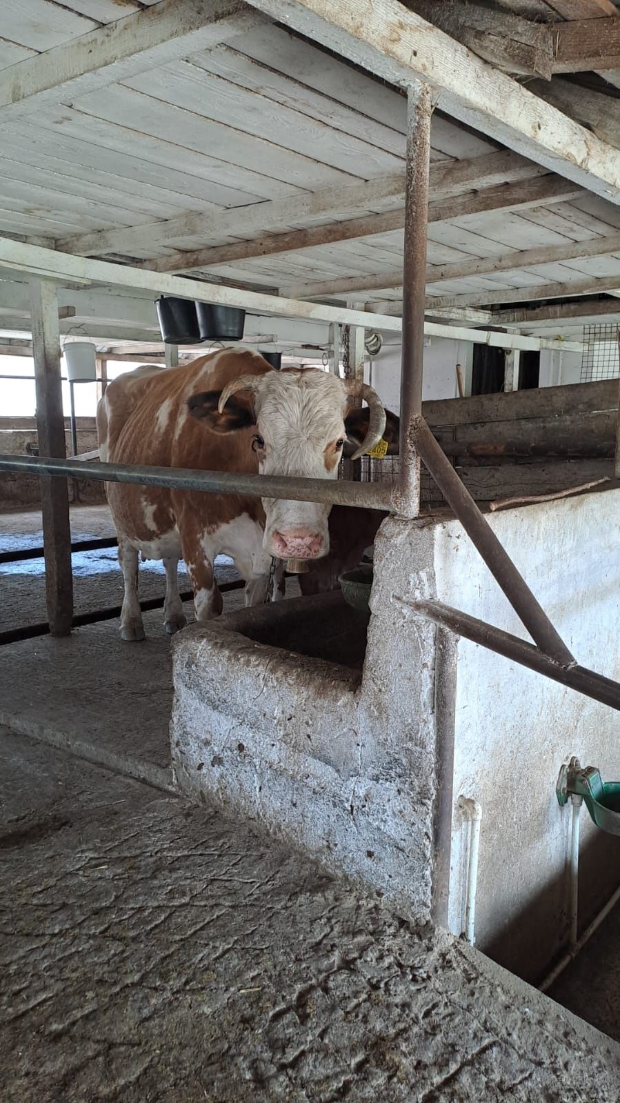 Vaca baltata Românească de vanzare