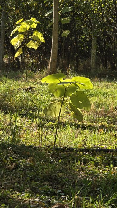 Puieți de pawlonia de vânzare