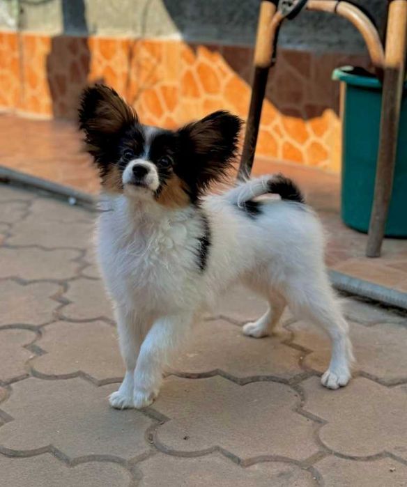 мъжки папийон, на 2 месеца