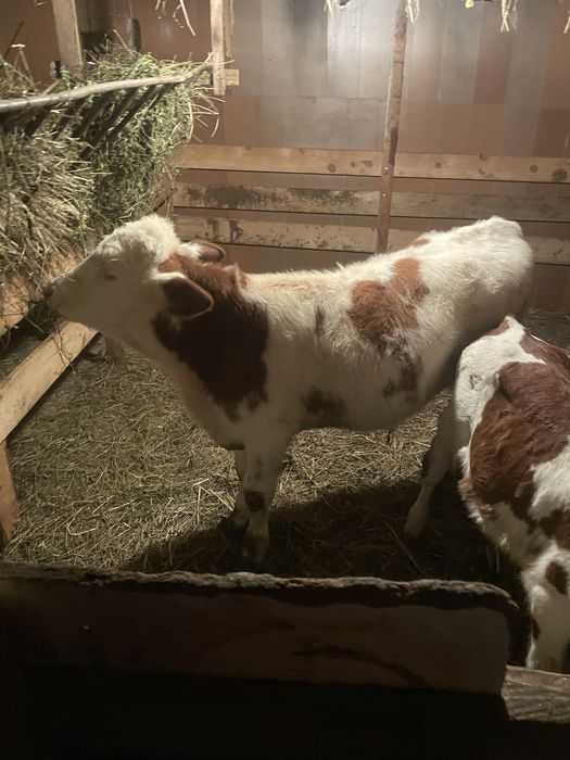 Vițel tăuraș bălțat