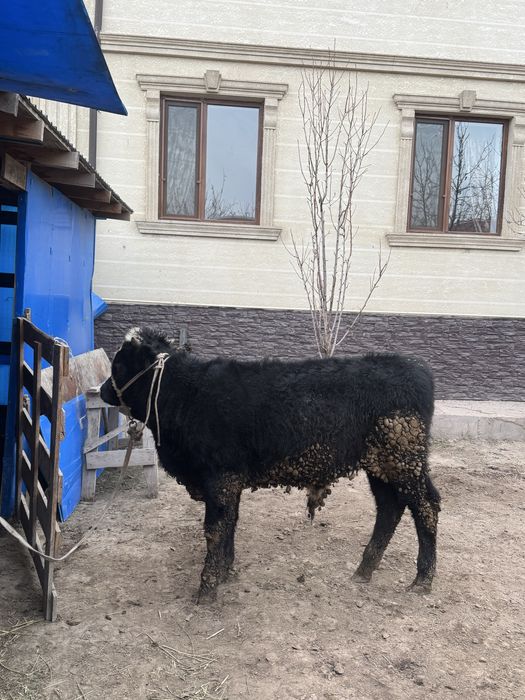 Подсос коровы не дорого