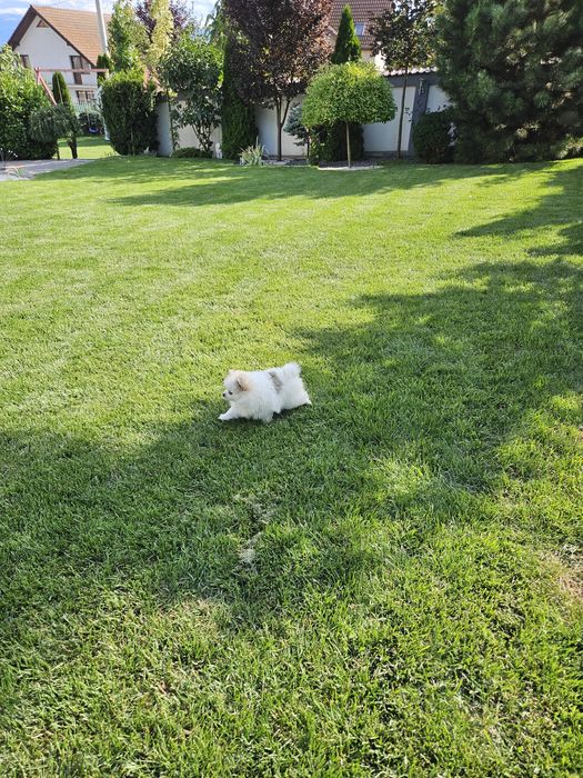 Pui de Pomeranian de vânzare – tip ursuleț, din părinți cu pedigree!