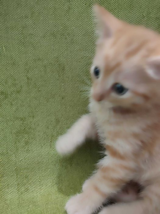 Отдам прекрасную, рыжую и кошечку