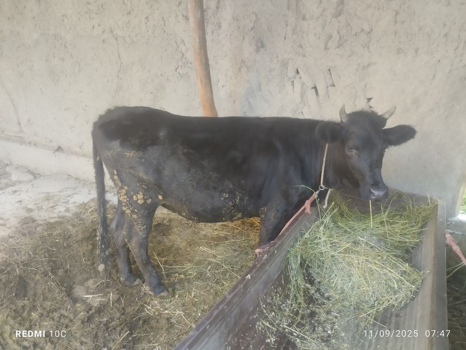 Gunojin semiz boqilgan