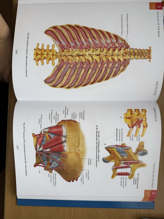 Atlas anatomie zanoschi